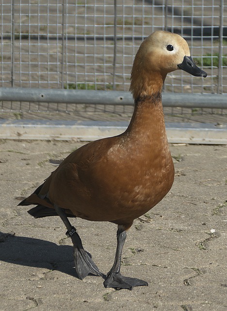坎比亚索和
