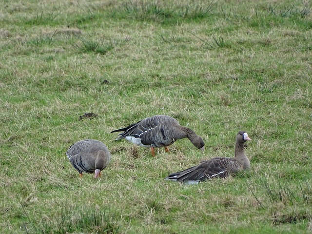 世界公开赛 世界公开赛